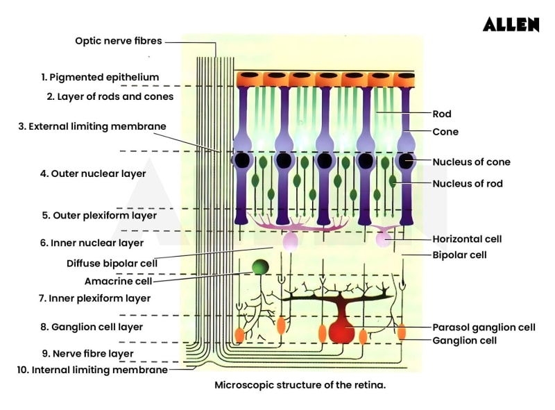 Microscopic View of Retina