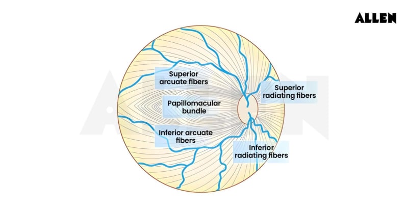 Arrangement of Nerve Fibers in the retina