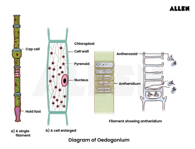 Oedogonium Algae Structure Reproduction Classification oedogonium-algae-structure-reproduction-classification