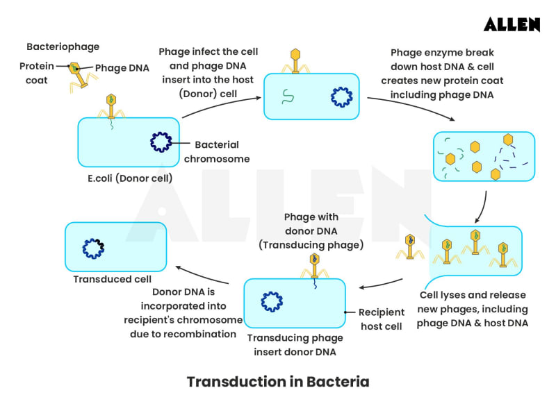 Steps of Transduction in Bacteria