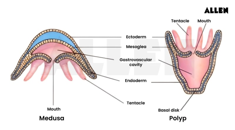 Phylum Cnidaria: General Features, Classification and Obelia Colony’s ...