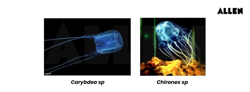 Phylum Cnidaria: General Features, Classification and Obelia Colony’s ...