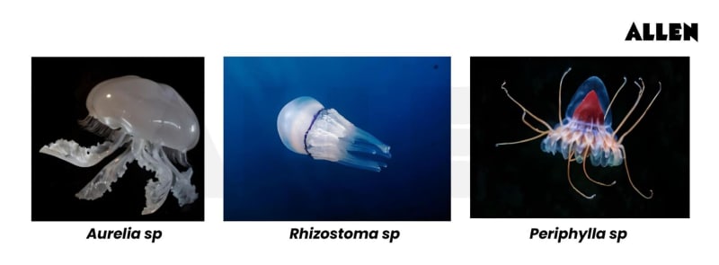 Phylum Cnidaria: General Features, Classification and Obelia Colony’s ...
