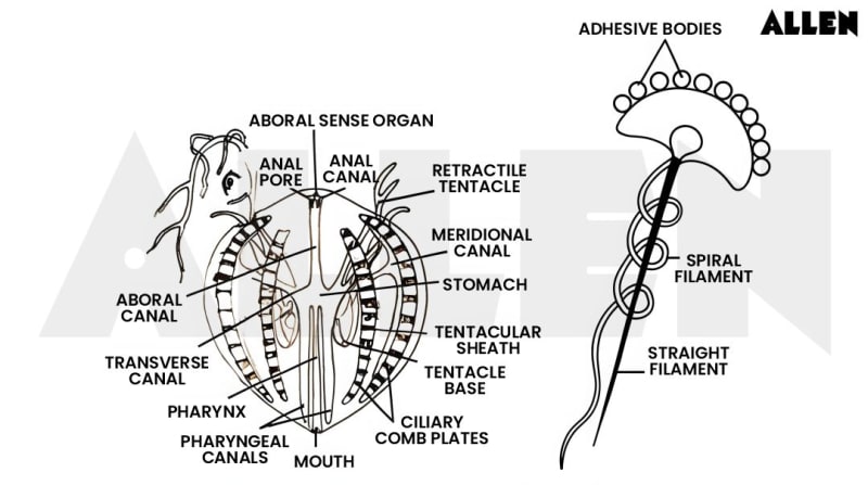 Colloblasts Example Ctenophora: Structure, Organ Systems and FAQs