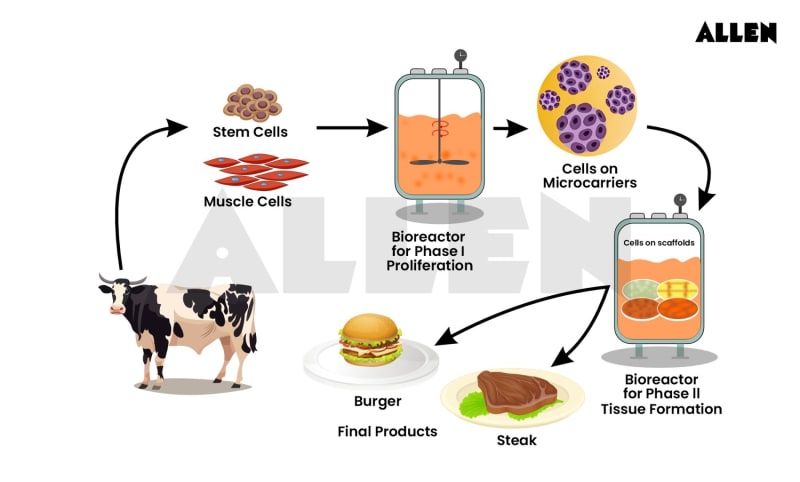 Bioprocessing of Meat: Procedure, Purpose and Factors