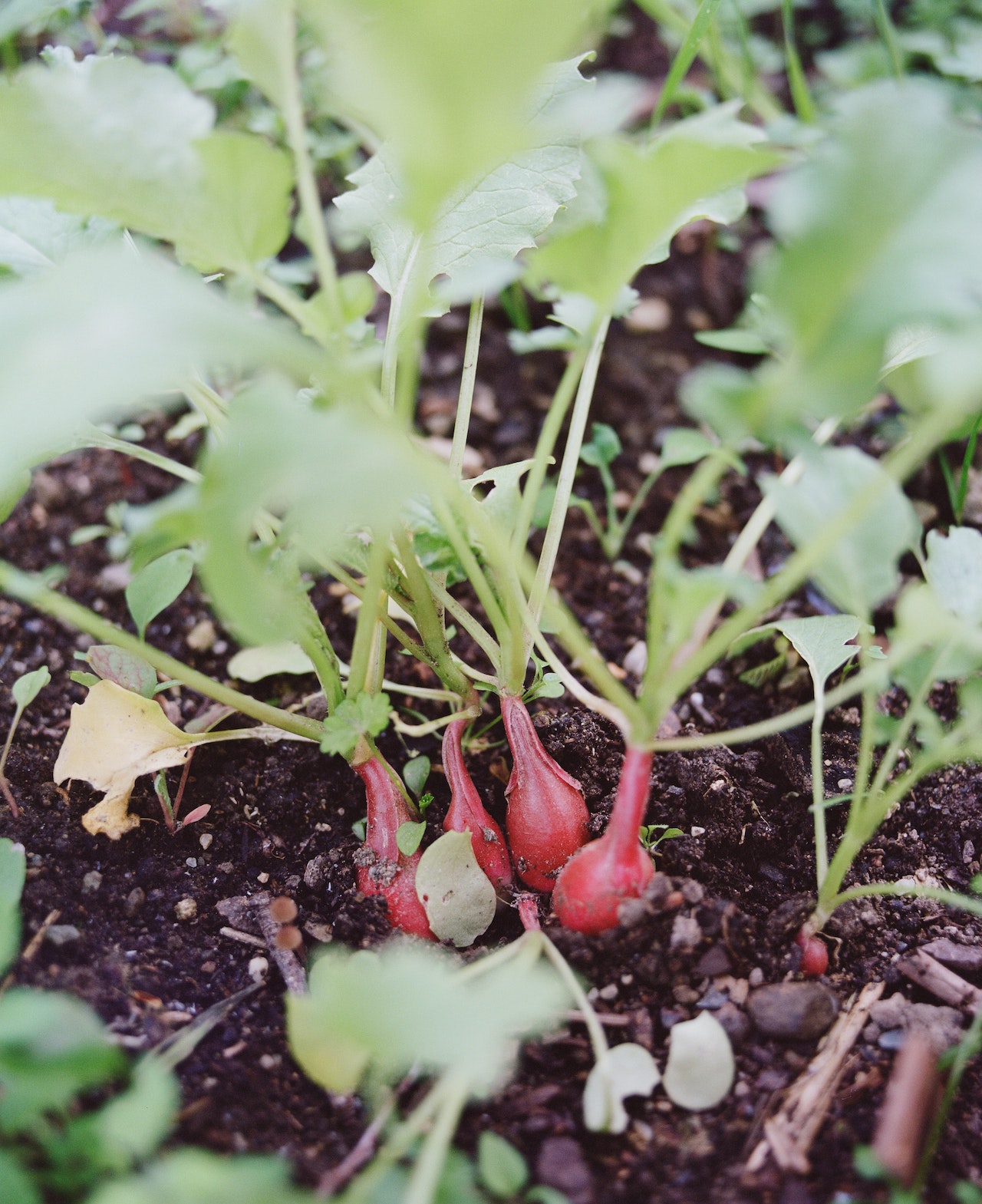 Organic Radish Growing The Ultimate Guide — Blooming Backyards