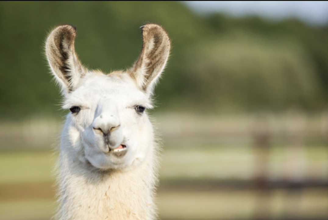 Llama staring at you