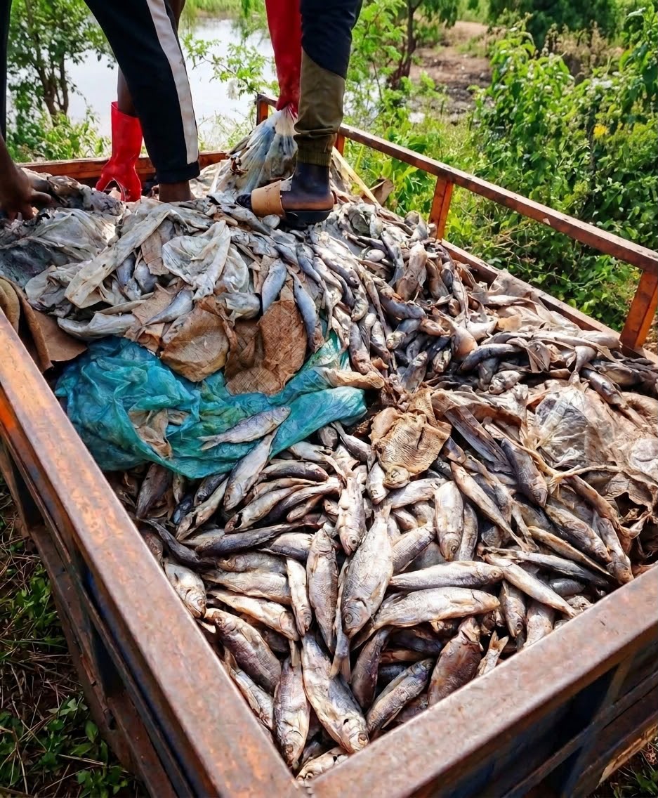 TONNES OF SPOILED FISH SEIZED IN BATOURI