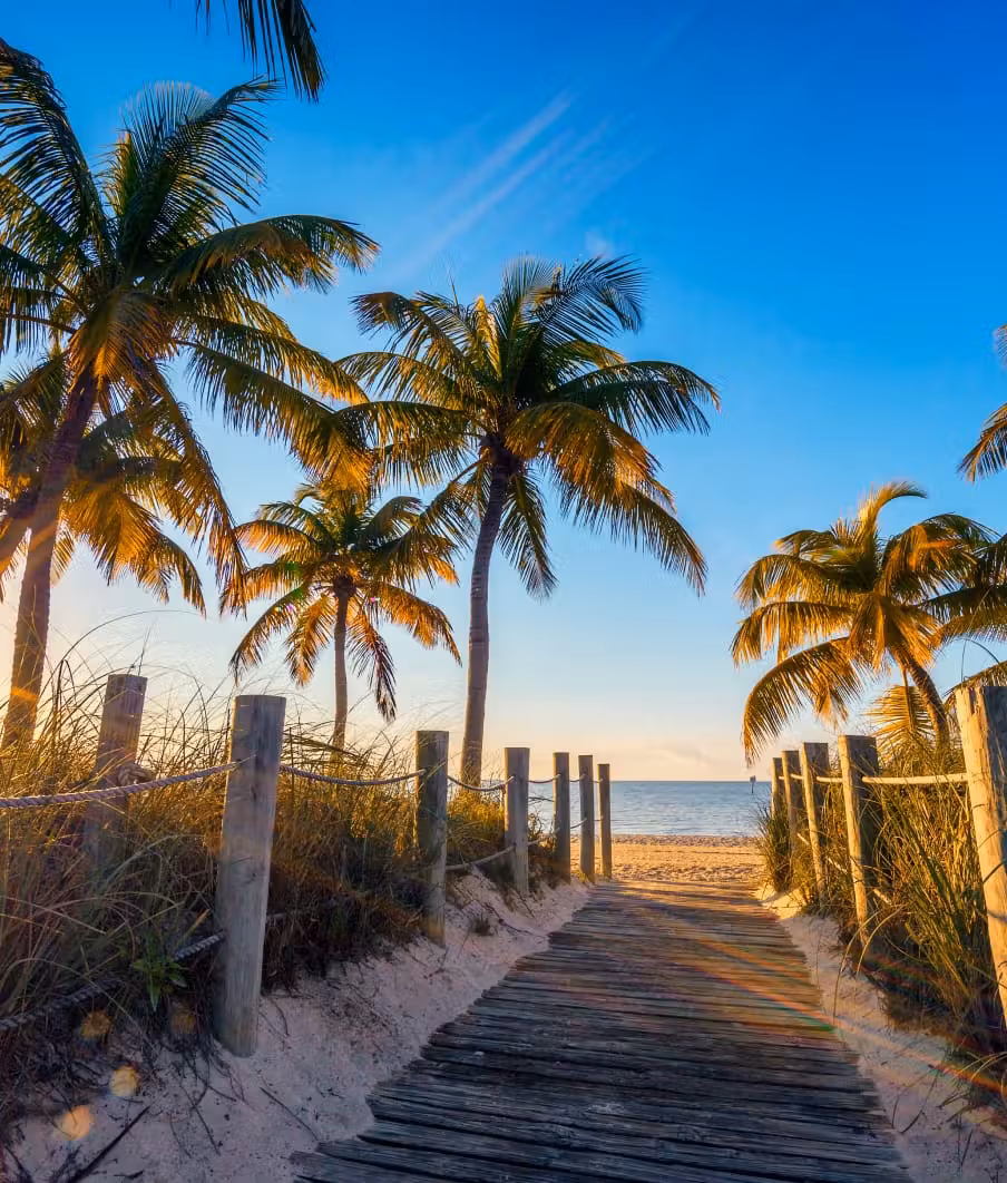 boardwalk and palm trees on the beach