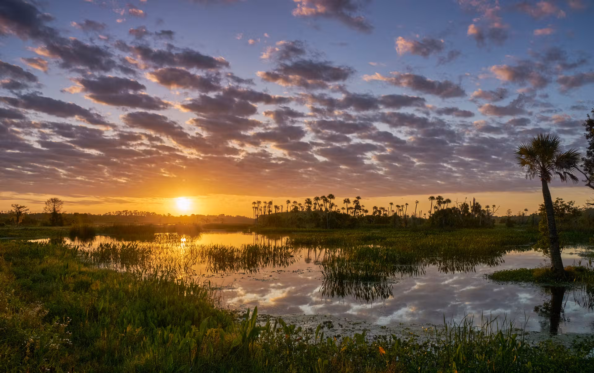 sunset over scenic swampland