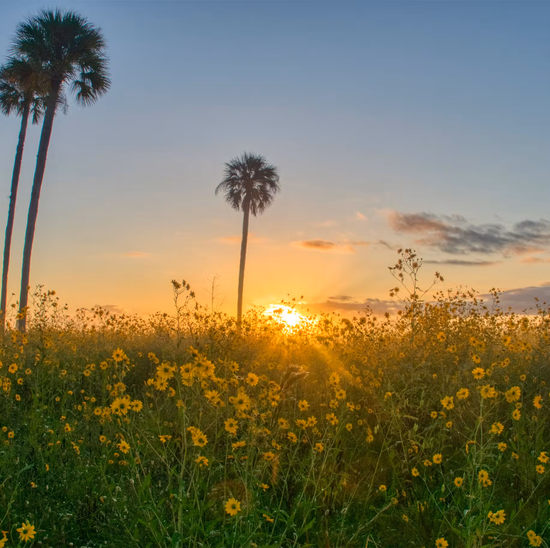 daisies and palm trees at sunset
