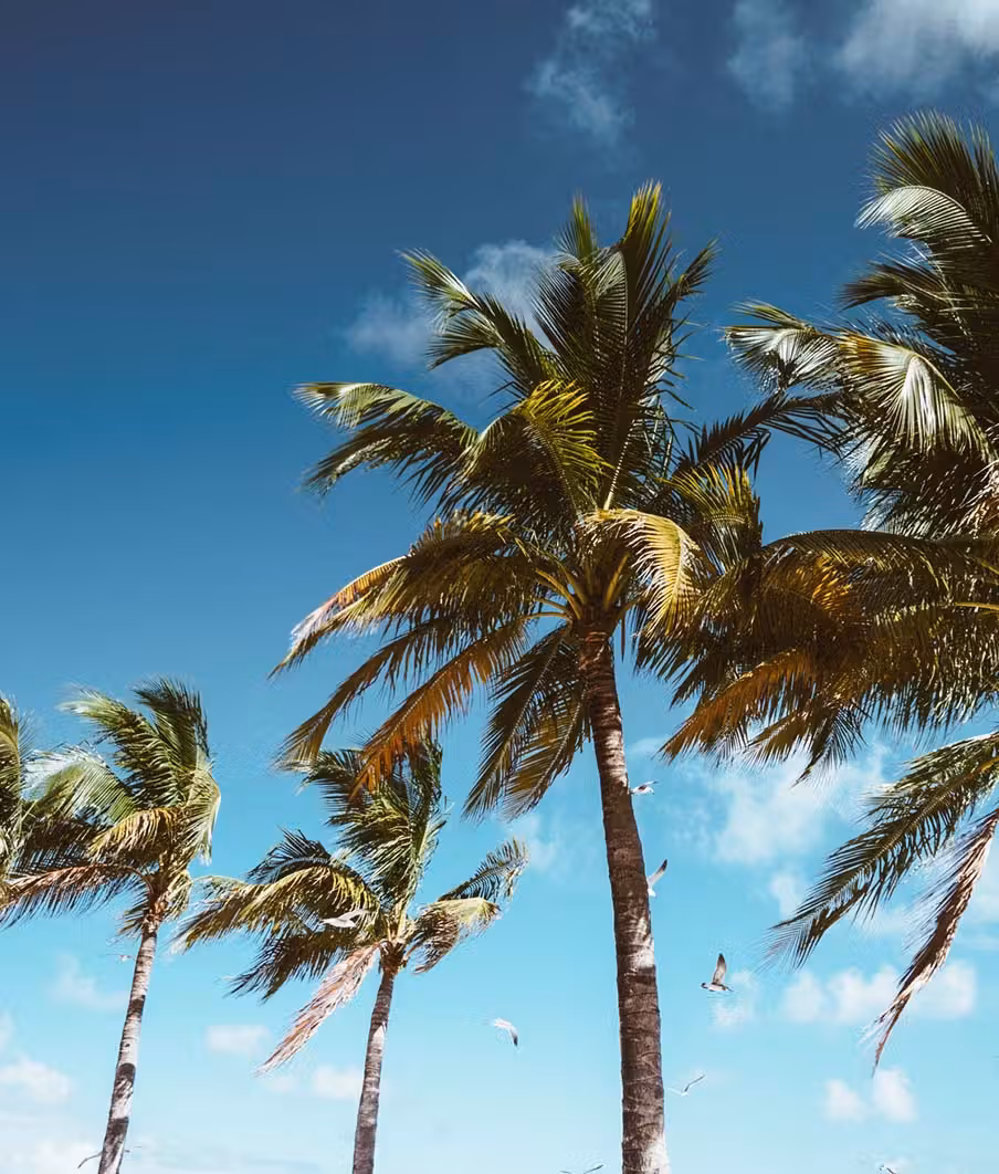 boardwalk and palm trees on the beach