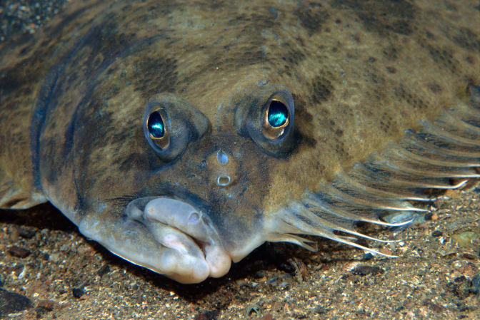 Flounder Eyes