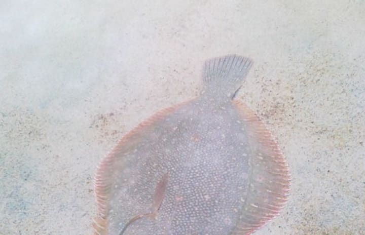 A flounder on the sandy bottom