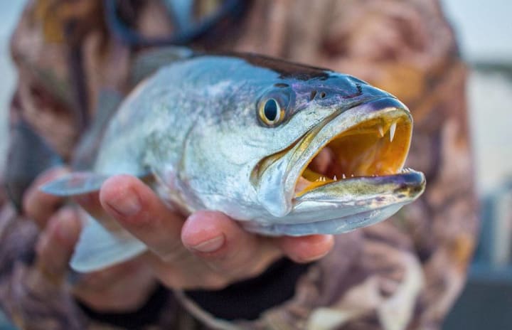 Spotted Sea Trout