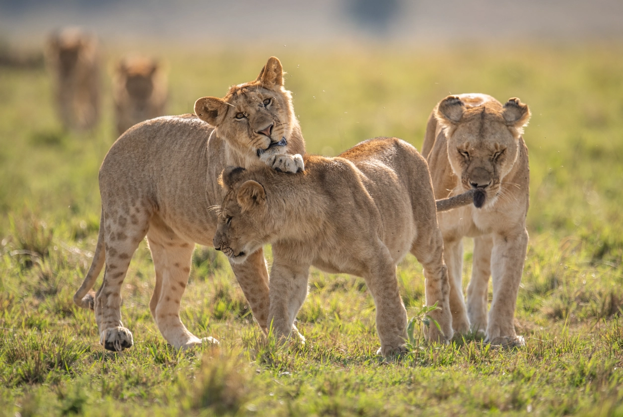 True Wildlife Exposure