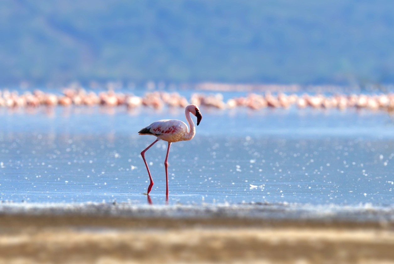 Flamingo Breeding Shores