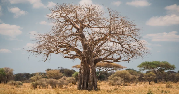 Meet Ancient Baobabs