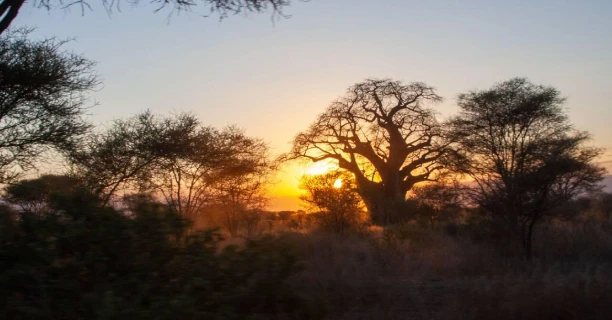 Chase Changing Light