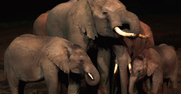 Nighttime Game Drives