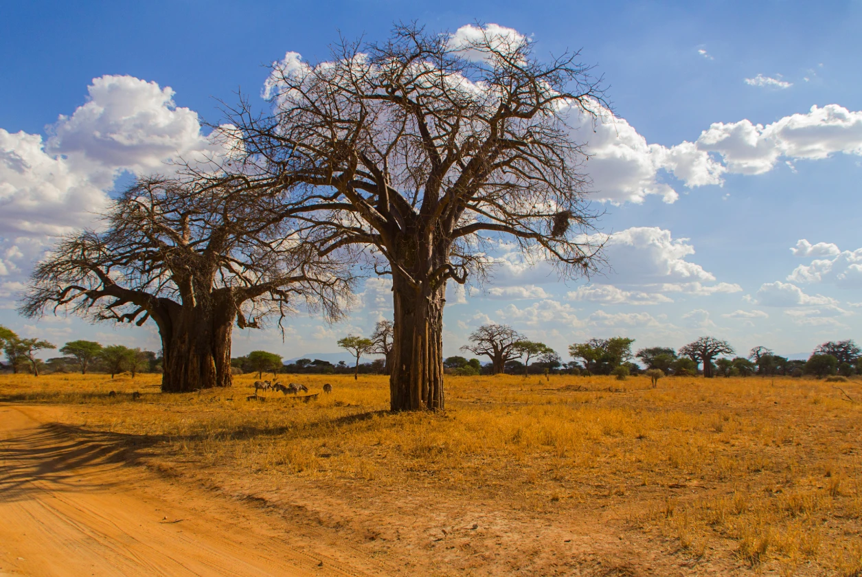 Baobabs And Swamps