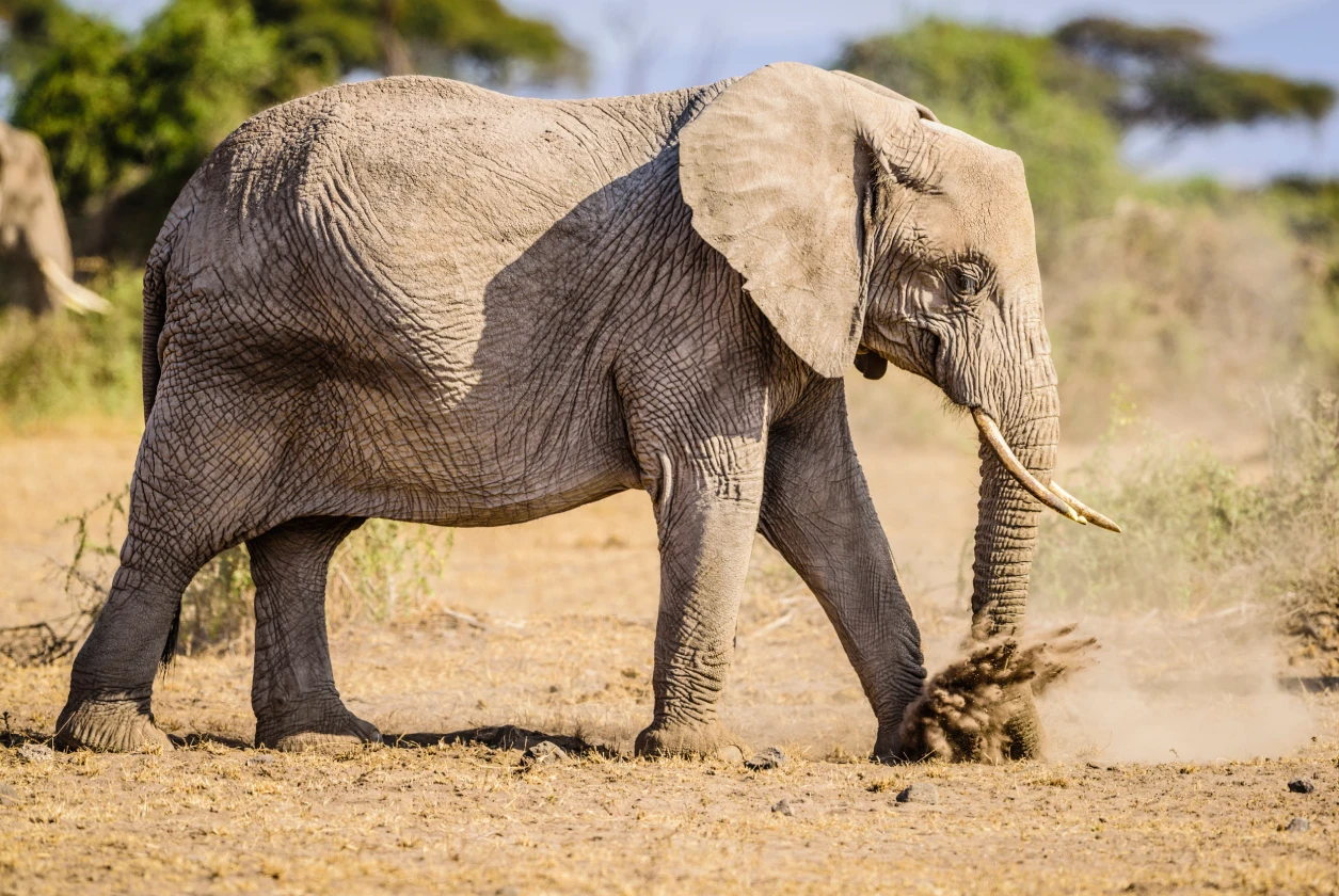 Among Giant Elephants