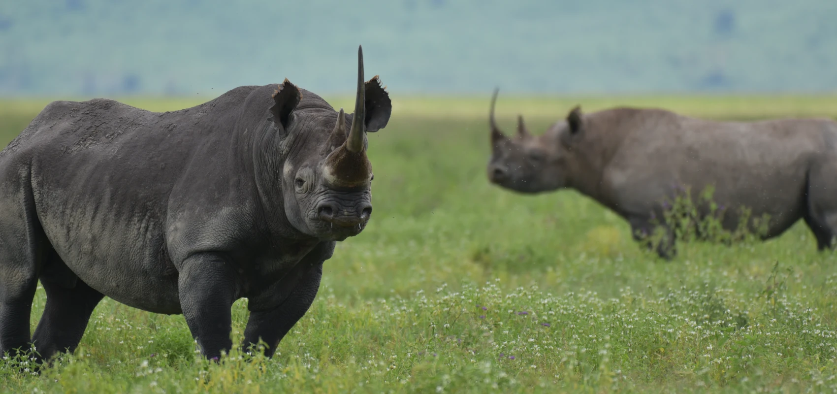 Ngorongoro Wildlife Safaris