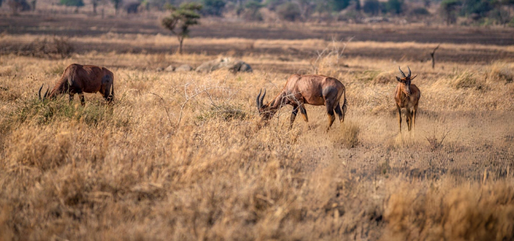 Flora In Mikumi National Park