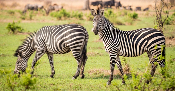 Classic Game Viewing