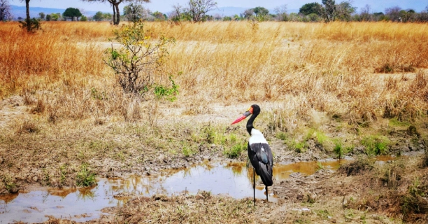 Bird Watching Drives