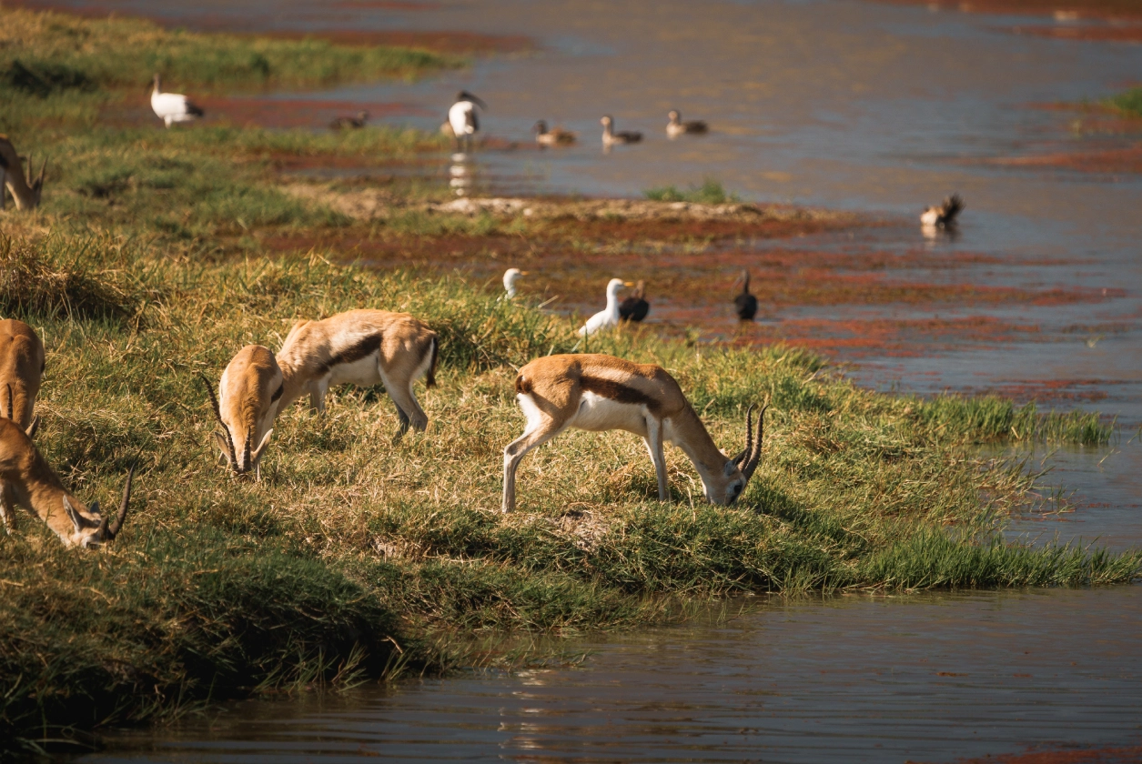 Floodplain Game Days