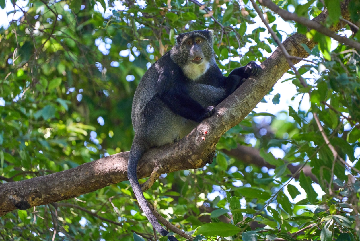 Primates And Birdsong