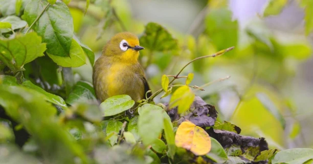 Forest Birding Trails