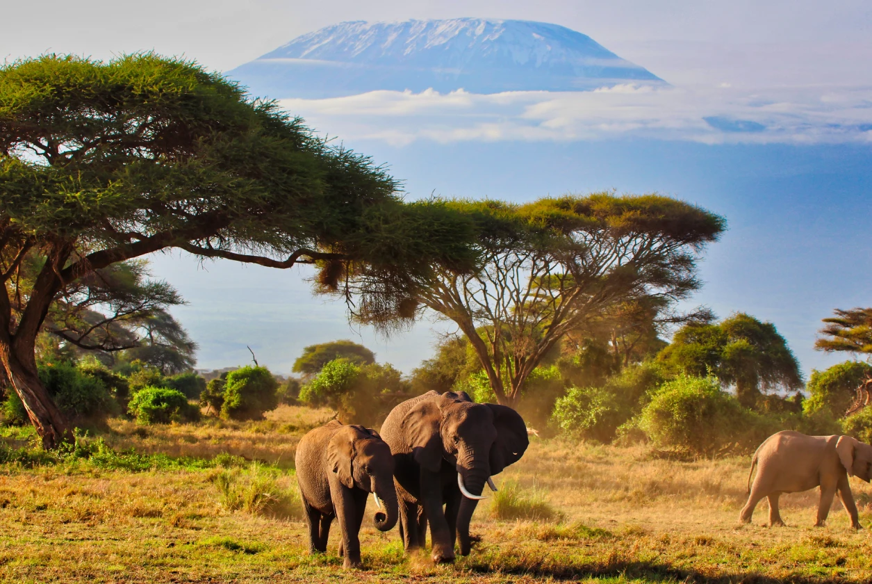 Forest Edge Mornings