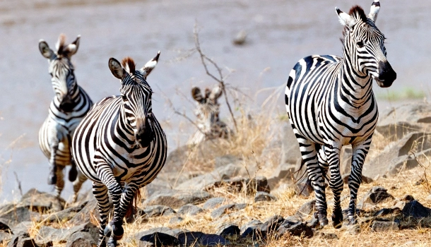 MIkumi National Park