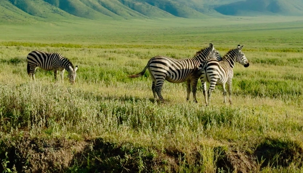 NGORONGORO CRATER