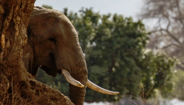 Tarangire National Park