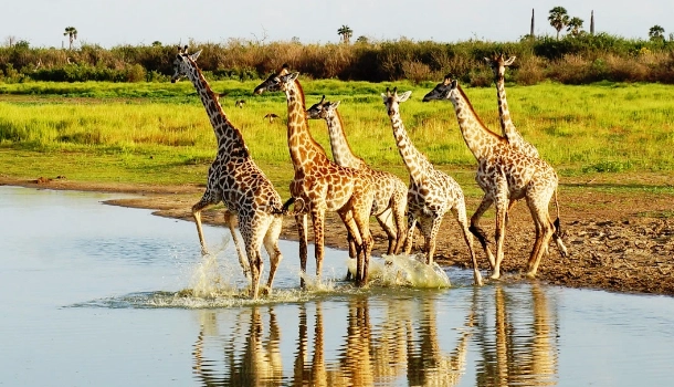 Nyerere National Park