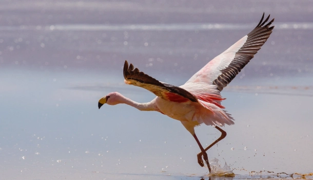 Lake Natron