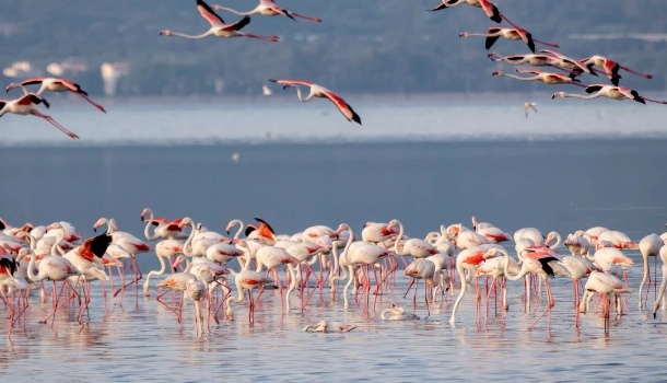 LAKE MANYARA NATIONAL PARK