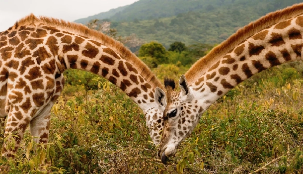 ARUSHA NATIONAL PARK