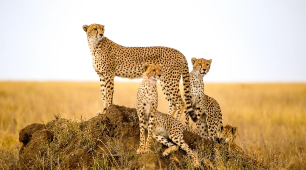 14 Days Mid-range Wildlife Drive-in Safari