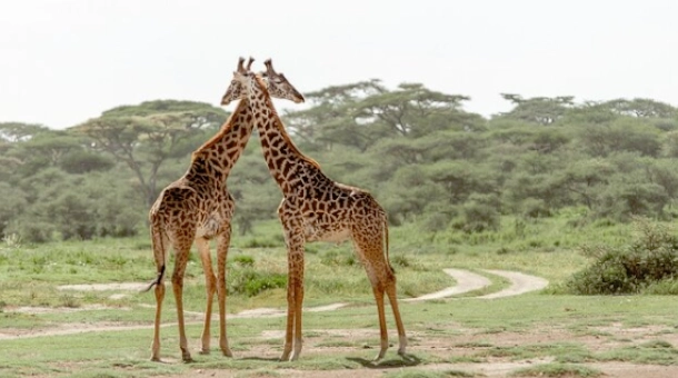 12 Days Mid-Range Cultural Drive in Safari