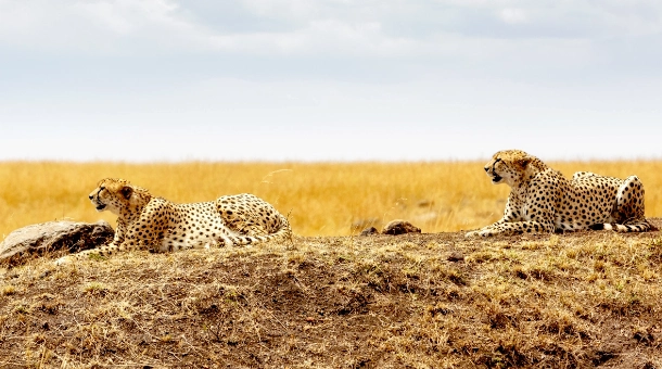 9 Days Drive-in Drive-out Budget Wildlife Safari