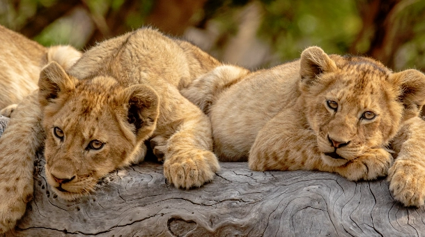 7 Days Drive-In Drive-Out Luxury Safari