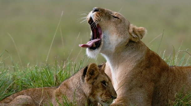 6 Days Drive-in Drive Out Mid-Range Wildlife Safari