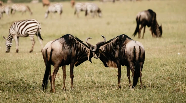 3-Days Tanzania Safari