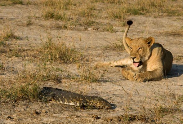 Mozambique Package