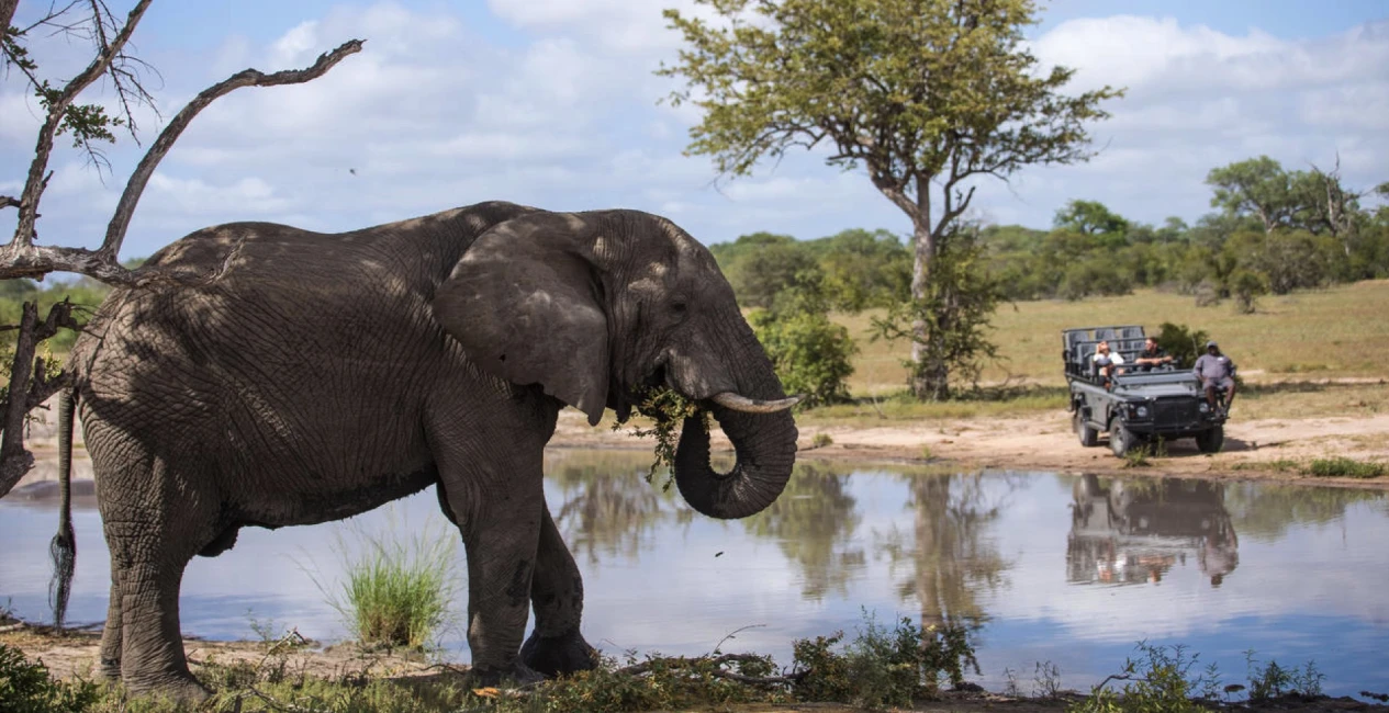 Walk With Giants – Elephant Encounter