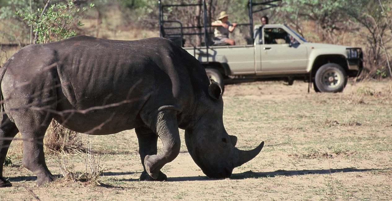 Exclusive Black Rhino Conservation Experience